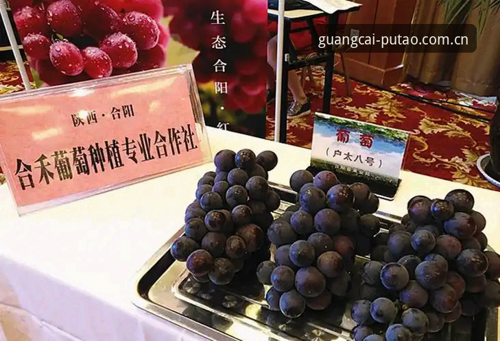 葡萄牙文化盛宴安装失败 揭秘“葡萄牙文化盛宴安装失败”背后的真相:新葡萄8883平台用户体验深度分析